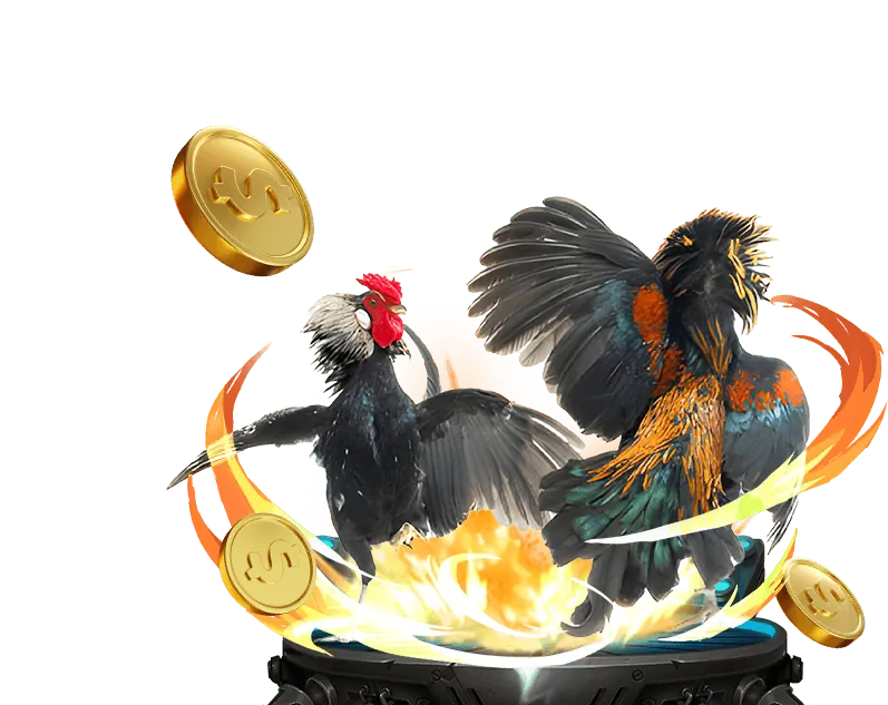 Trận đá gà C4 trực tiếp đầy kịch tính